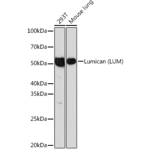Lumican (LUM) Rabbit mAb