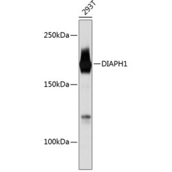 DIAPH1 Rabbit mAb