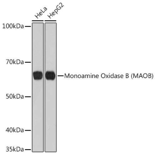 Monoamine Oxidase B (MAOB) Rabbit mAb