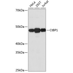 CtBP1 Rabbit mAb