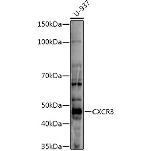 CXCR3 Rabbit pAb