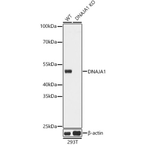 [KO Validated] DNAJA1 Rabbit pAb