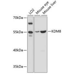 KDM8 Rabbit pAb