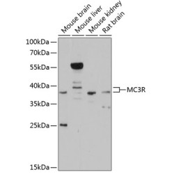MC3R Rabbit pAb