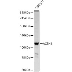 ACTN1 Rabbit pAb