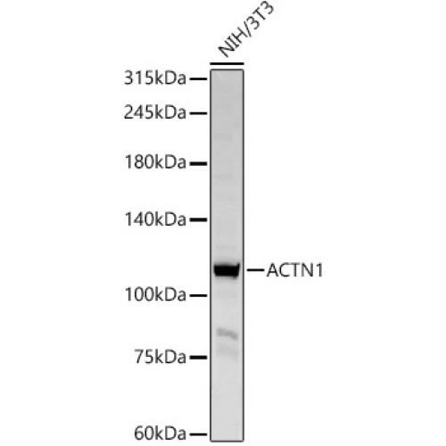 ACTN1 Rabbit pAb