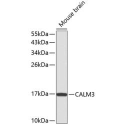CALM3 Rabbit pAb