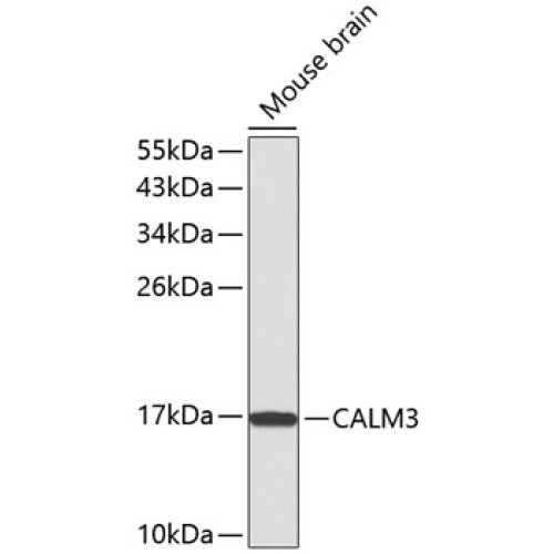 CALM3 Rabbit pAb