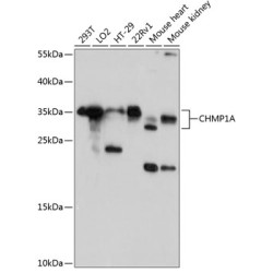 CHMP1A Rabbit pAb