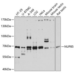 NUP85 Rabbit pAb