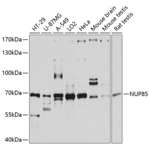 NUP85 Rabbit pAb