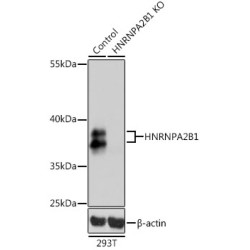 [KO Validated] HNRNPA2B1 Rabbit pAb