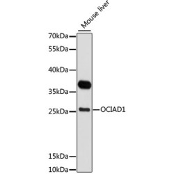 OCIAD1 Rabbit pAb
