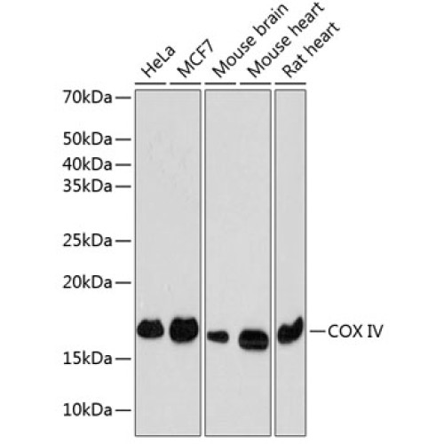 COX IV Rabbit mAb