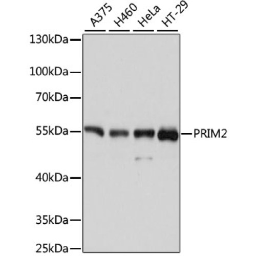 PRIM2 Rabbit pAb