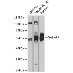GABRA3 Rabbit pAb