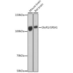 GluR1/GRIA1 Rabbit mAb