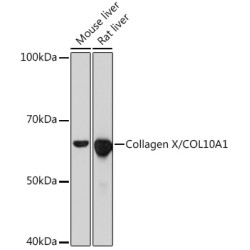 Collagen X/COL10A1 Rabbit mAb