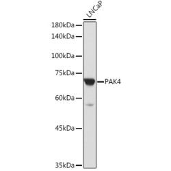 PAK4 Rabbit pAb