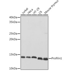Profilin1 Rabbit pAb