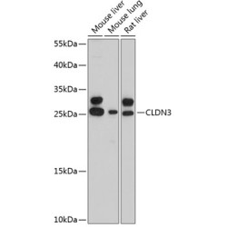 CLDN3 Rabbit pAb