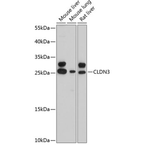 CLDN3 Rabbit pAb