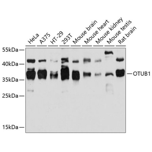 OTUB1 Rabbit pAb