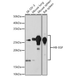 HB-EGF Rabbit mAb