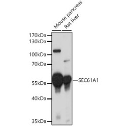 SEC61A1 Rabbit pAb