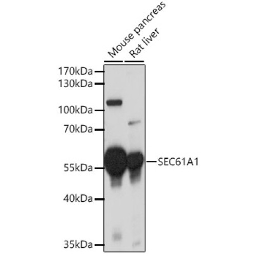 SEC61A1 Rabbit pAb