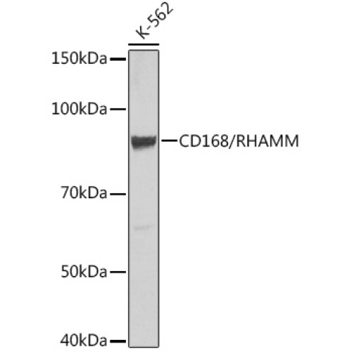 CD168/RHAMM Rabbit mAb