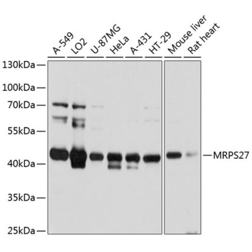 MRPS27 Rabbit pAb