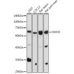 SMOX Rabbit pAb