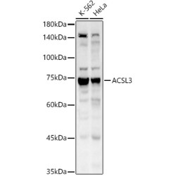 ACSL3 Rabbit pAb