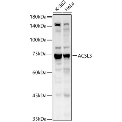 ACSL3 Rabbit pAb