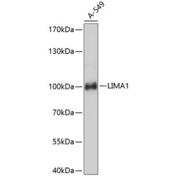 LIMA1 Rabbit pAb