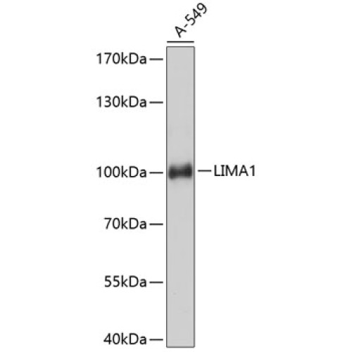LIMA1 Rabbit pAb