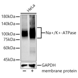 Na+/K+-ATPase Rabbit mAb