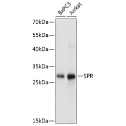 SPR Rabbit pAb
