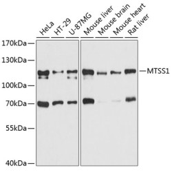 MTSS1 Rabbit pAb