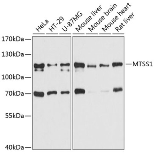 MTSS1 Rabbit pAb