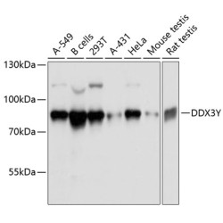 DDX3Y Rabbit pAb