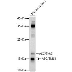 ASC/TMS1 Rabbit pAb
