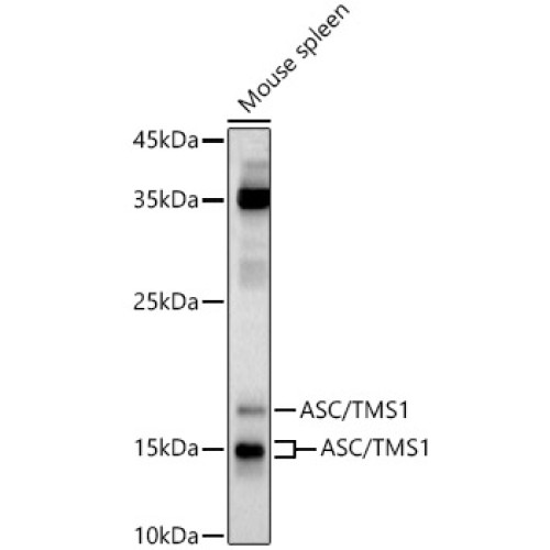 ASC/TMS1 Rabbit pAb