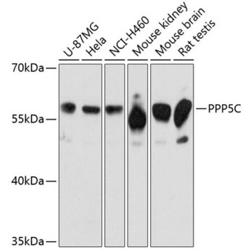PPP5C Rabbit pAb