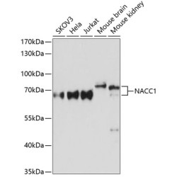 NACC1 Rabbit pAb