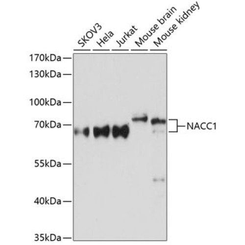 NACC1 Rabbit pAb