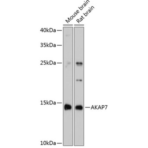 AKAP7 Rabbit pAb