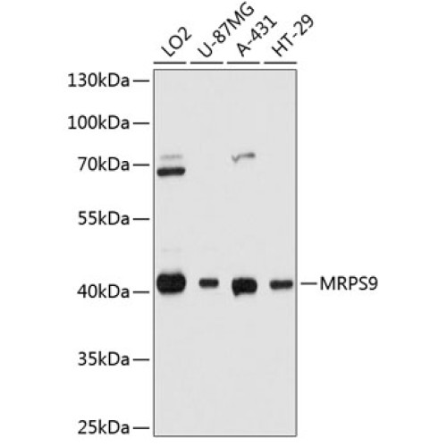 MRPS9 Rabbit pAb