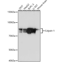 Calpain 1 Rabbit pAb